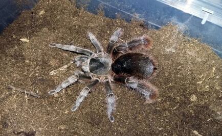 Profepa asegura a especies en peligro de extinción