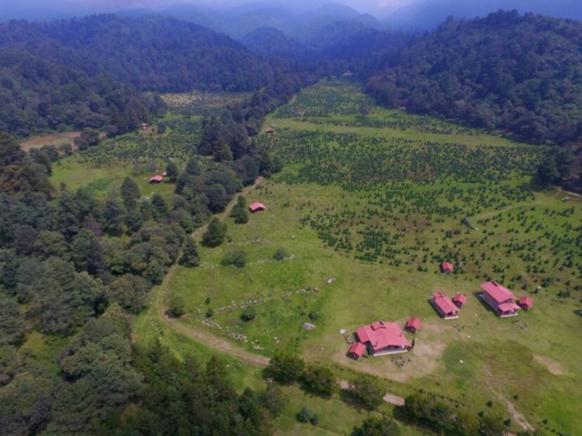 Es seis años, población de luciérnagas aumentó en bosques del Edomex