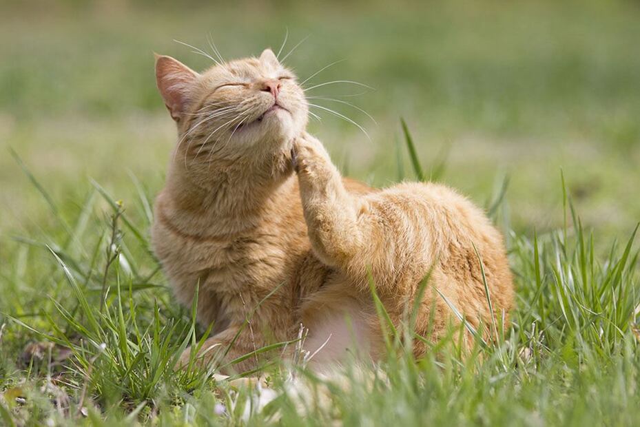 Las pulgas pueden ser peligrosas para la salud de tu gato. Fuente: Freepik.