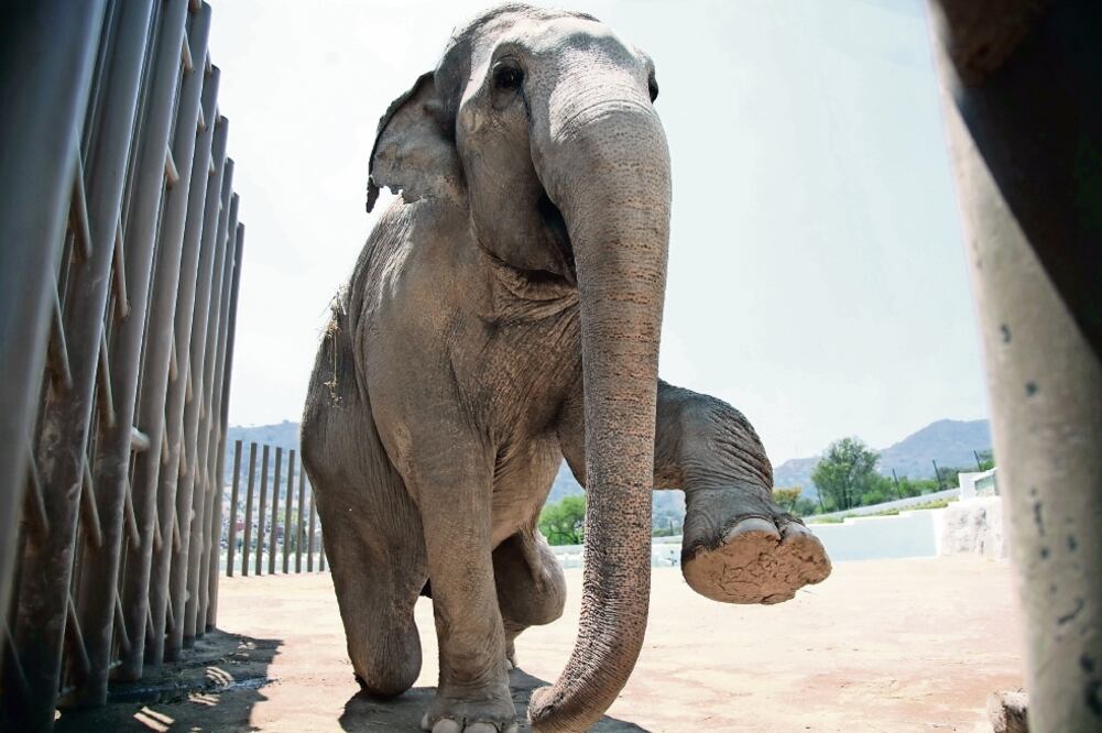 El elefante Benny fue decomisado a un circo en 2001 y posteriormente trasladado al Parque Ecológico Ehécatl (ARCHIVO EL UNIVERSAL)