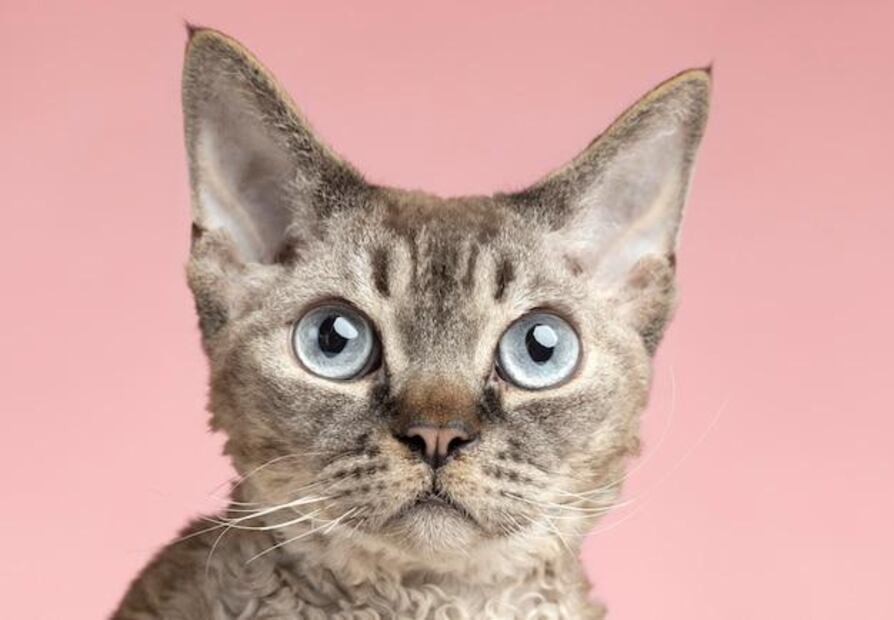 Cómo el envejecimiento de gatos y perros puede ayudar a entender mejor las enfermedades humanas. Fuente: Freepik.