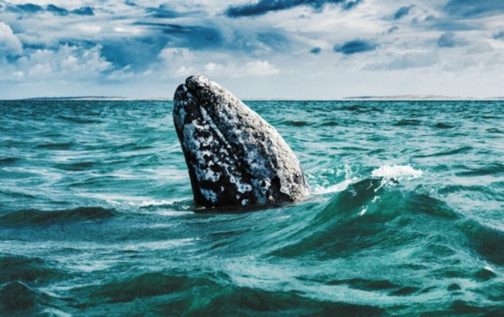 Científicos descubrirían los genes que permitieron a las ballenas crecer a tamaños gigantescos: Estudio