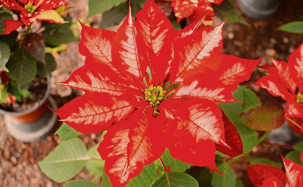 Este año en la Ciudad de México se produjeron 1.8 millones de nochebuenas de distintas variedades: roja, blanca, moteada, entre otras. Foto: Osmar Alvarado / EL UNIVERSAL