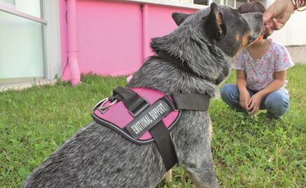 "Mosho", el perro sanador de los miedos infantiles