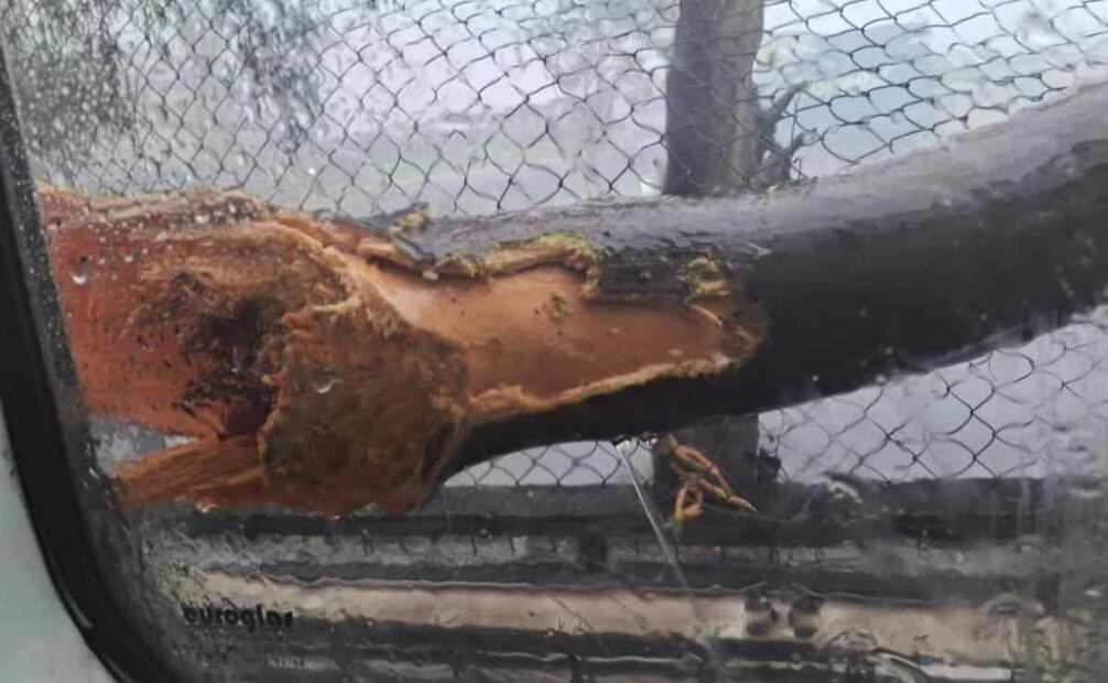 Las fuertes lluvias ocasionaron el desplome de un sujeto forestal de aproximadamente diez metros de altura sobre la avenida Central en la colonia San Juan de Aragón alcaldía Gustavo A. Madero este 18 de septiembre de 2024. Foto: Especial
