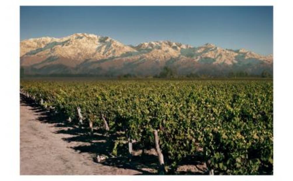 Conoce la vinícola más importante de Argentina: Trapiche