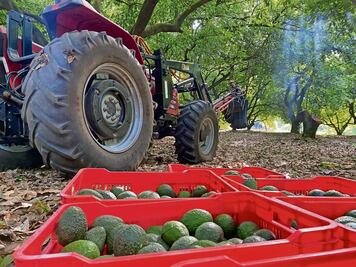 Delinean ruta para normalizar el envío de aguacates a EU