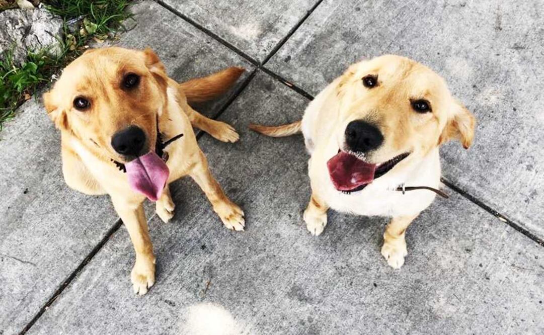 Protege a tu mascota de la pirotecnia con el método de Tellington. Foto: Especial