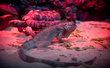 Decomisan 261 especies silvestres en zoológico de Guerrero