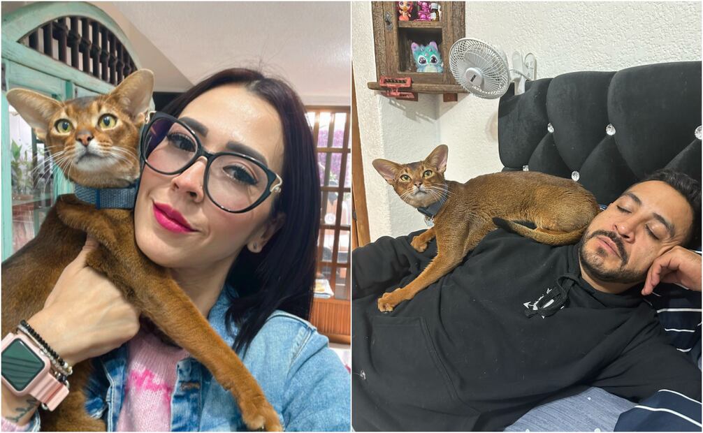 Luis Fernando Peña y su esposa Aly Noris solicitan información sobre su gatito perdido. Fotos: Especial