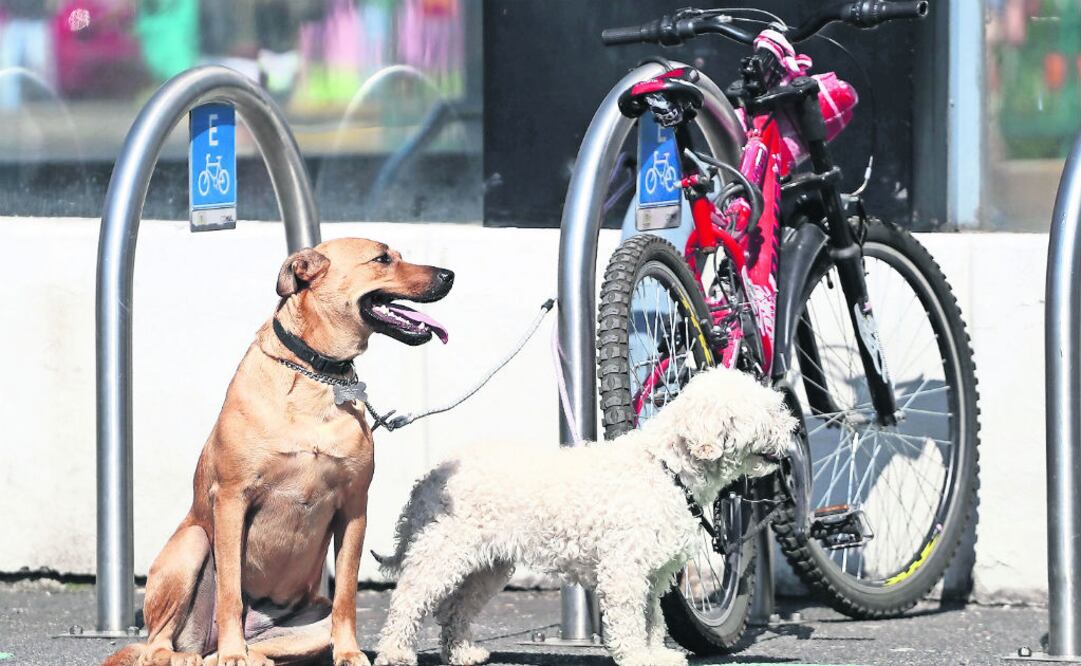 Foto: Archivo/EL UNIVERSAL