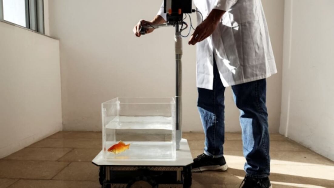 Científicos “enseñan a manejar” a peces dorados
