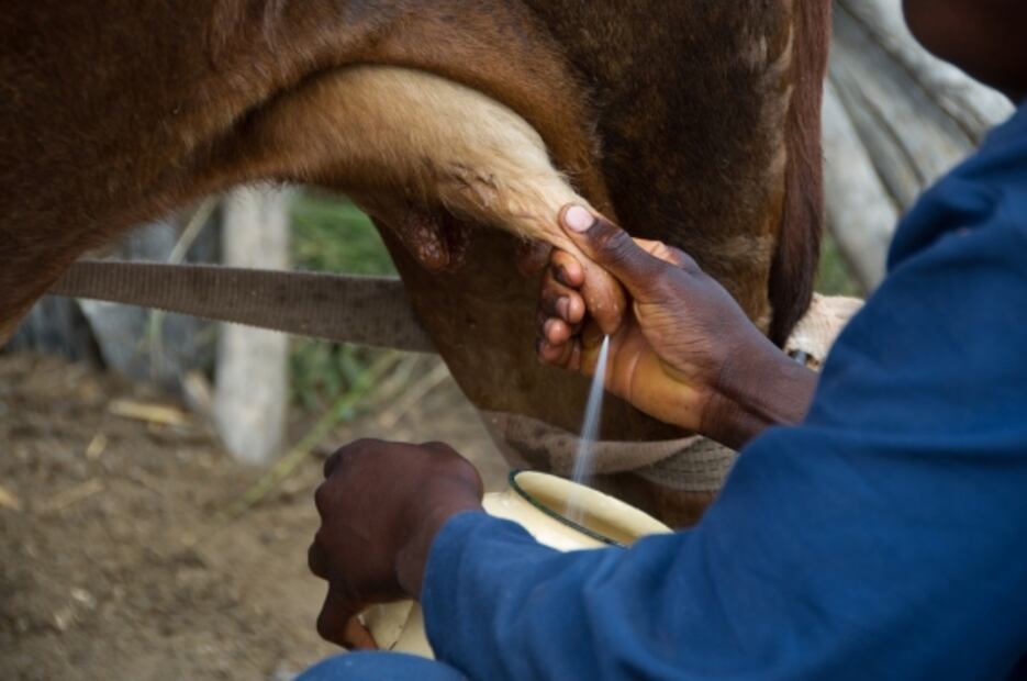 Lo bueno, lo malo y lo rico de la leche
