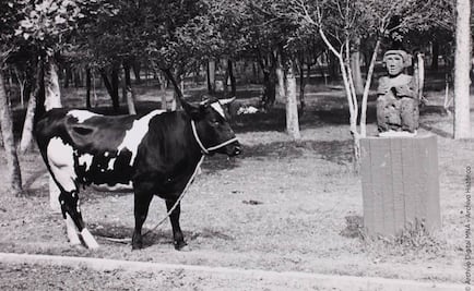 Cuando una vaca vivió en el Museo de Antropología