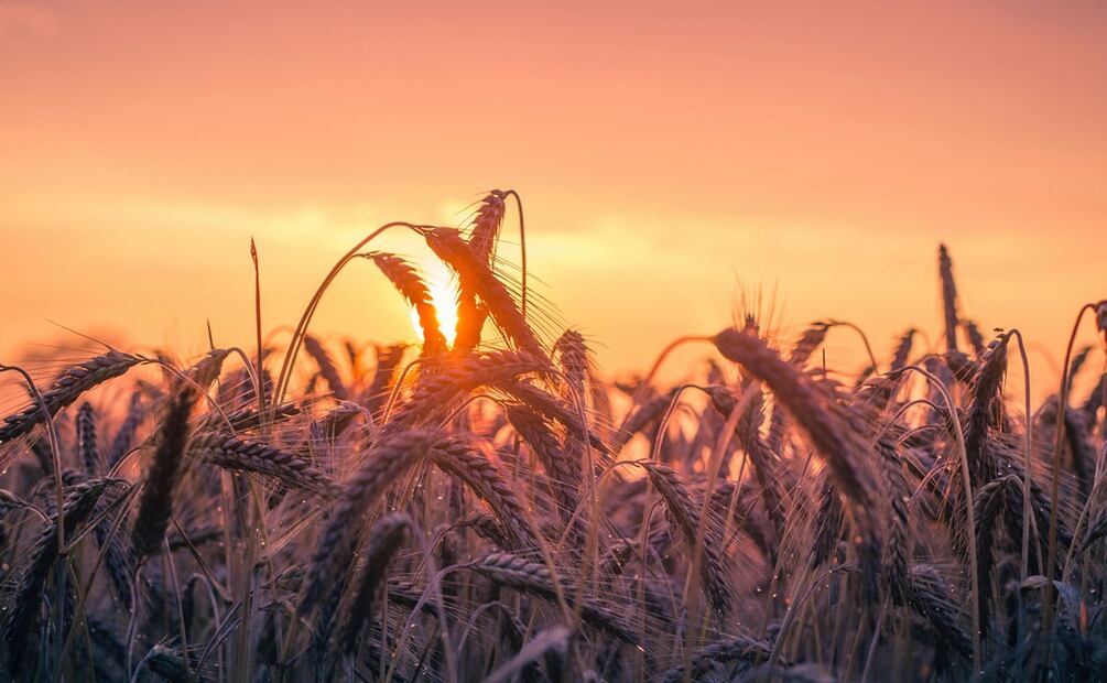 Terra Madre Indígena en Los Pinos. Foto: Pexels