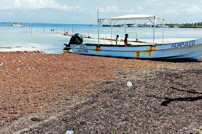 Aqueja sargazo 5 km de costas de Mahahual