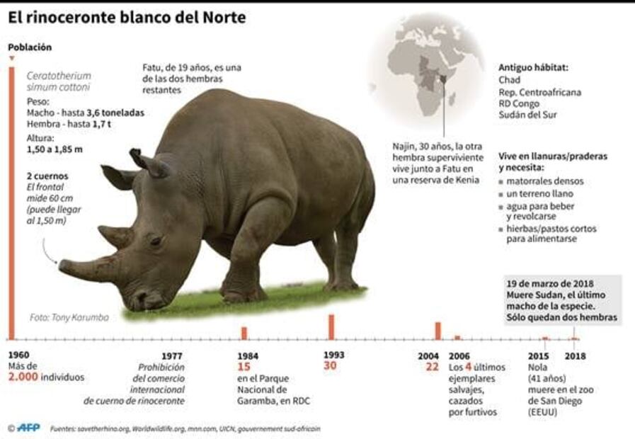 Nace en Cuba la primera cría de rinoceronte blanco en más de 15 años