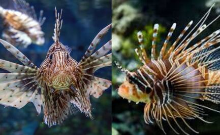 ¿Dónde se encuentra el pez araña, según biólogo?