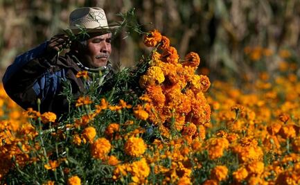 Xochimilco, Milpa Alta y Tláhuac producirán este año 5 millones de flores de cempasúchil