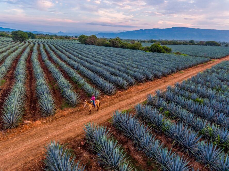 El agave azul se ha utilizado desde el siglo XVI para hacer tequila. Foto: Wikimedia Commons. T20 Media México
