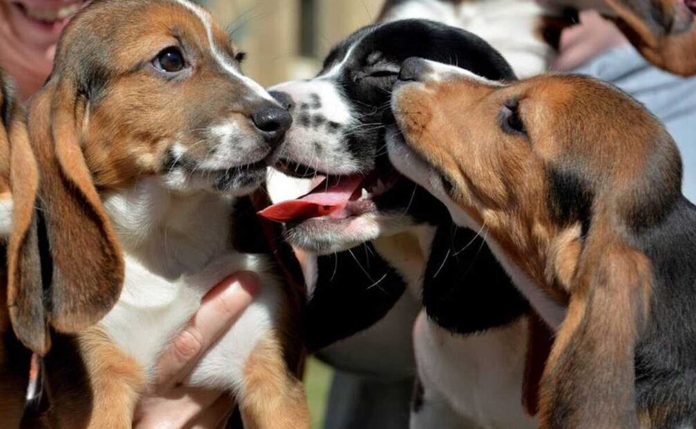En el Día Mundial de los Animales se busca visibilizar sus derechos. Foto: EL UNIVERSAL
