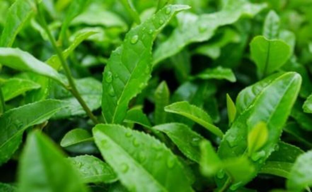 Conoce qué es el matcha y cuáles son sus beneficios