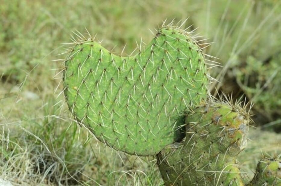 10 beneficios de comer nopales