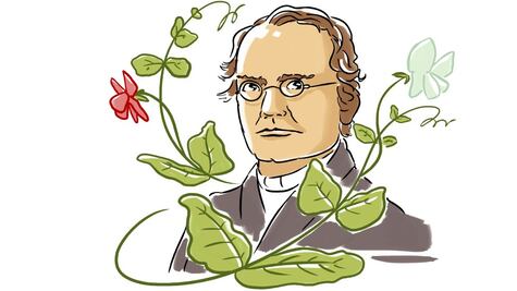 Gregor Mendel: cómo un monje descubrió las leyes de la herencia genética en un jardín