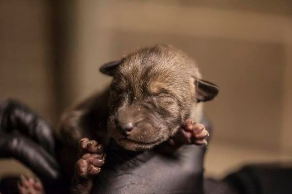 Nacen cuatro cachorros de lobo pelirrojo en zoológico de Chicago 