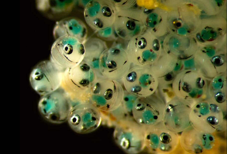 En Cabo Pulmo aumentó 463% la presencia de peces, de 1995 a 2015; en la imagen, huevos de peces. (Foto: Jaime Gómez)
