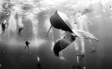 Whale watching in Mexico