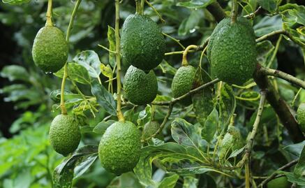 Denuncian productores de Jalisco que EU rechazó cargamento de aguacate