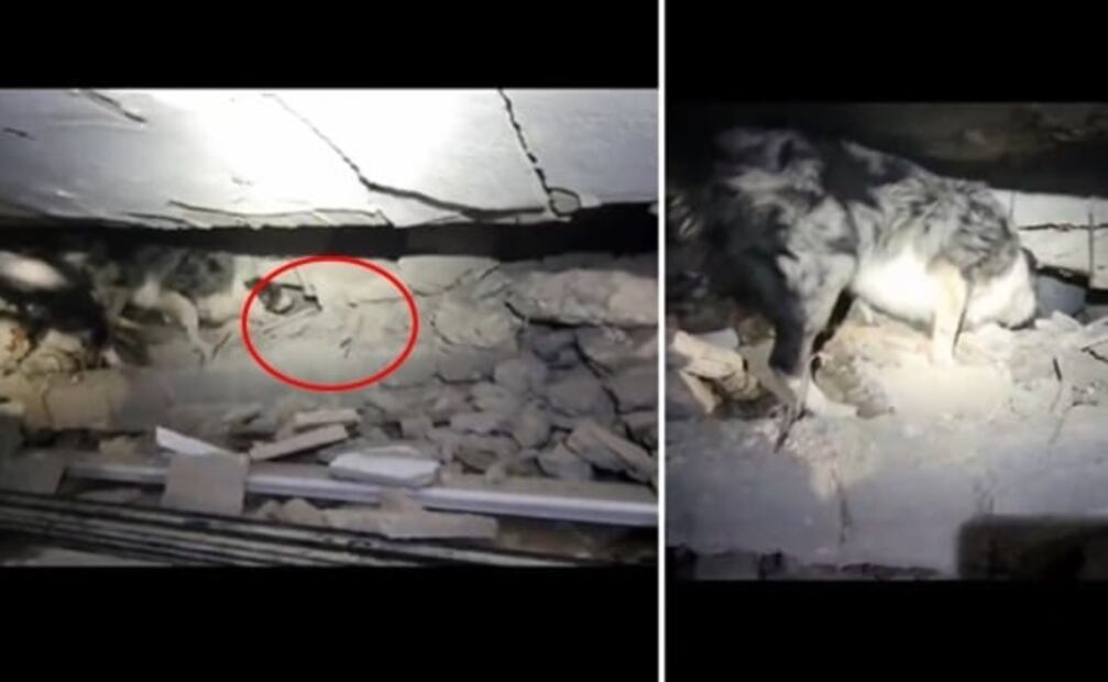 VIDEO: Conoce el momento en el que el perrito rescatista Balam, encontró una persona bajo los escombros en Turquía