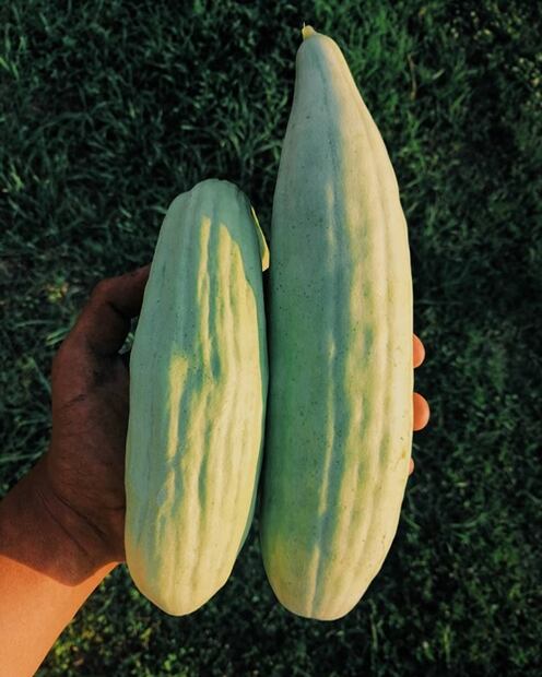 Prueba el dulce de pepino, una receta típica de Campeche