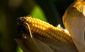Acuerdo de maíz busca frenar volatilidad de precios; Grupo Consultor de Mercados Agrícolas ve giro en política agrícola