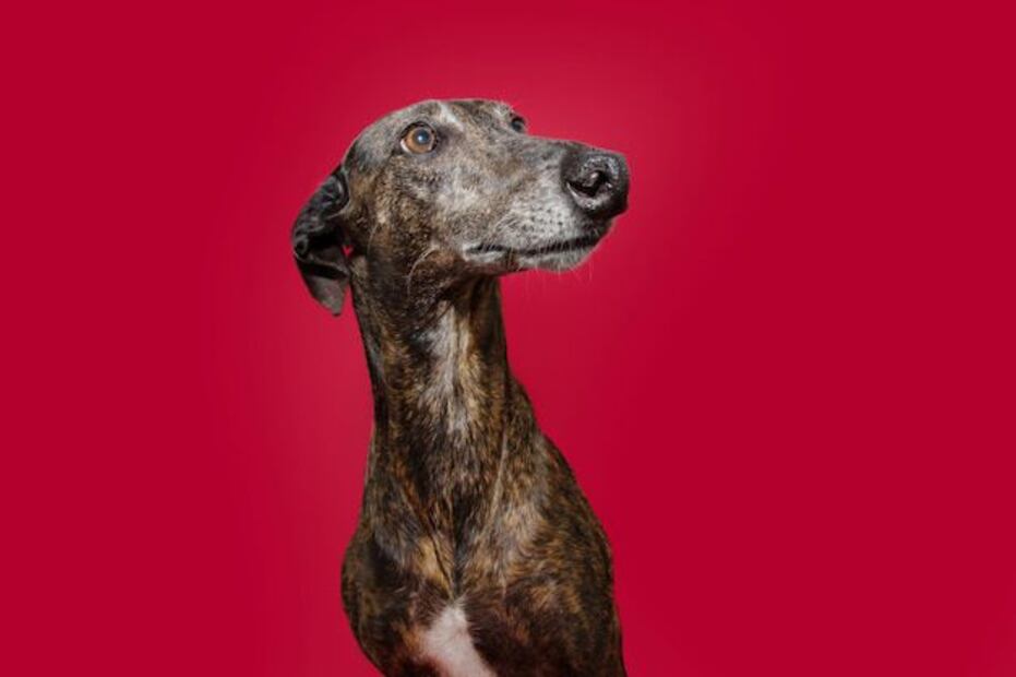 Los galgos son una de las razas más antiguas del mundo. Fuente: Freepik.