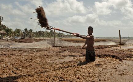 Tres países unidos por el sargazo