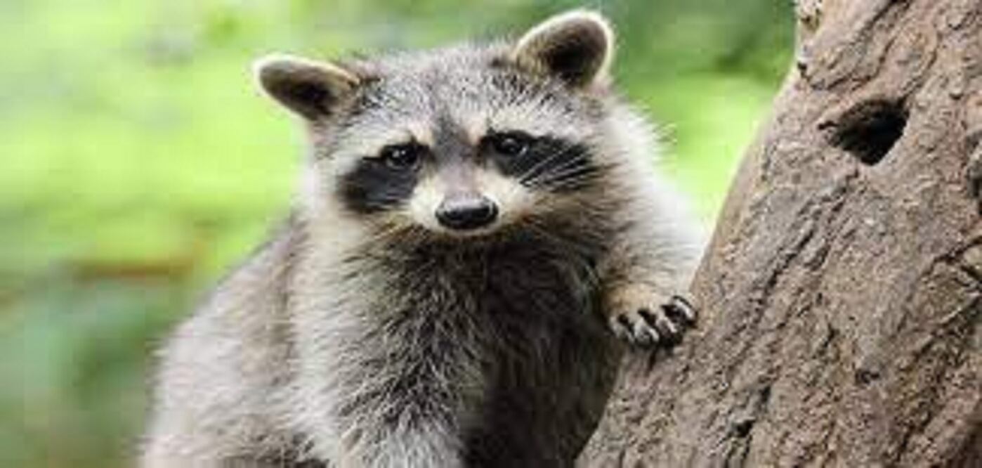 Los mapaches son de los principales transmisores de la rabia y en Maine se prohíbe llevarlos como mascotas. FOTO: ESPECIAL