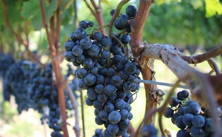 De julio a octubre disfruta del tiempo de vendimias en México