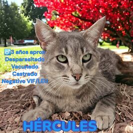 La historia de Hércules, el gato baleado que gracias a Salinas Pliego será adoptado