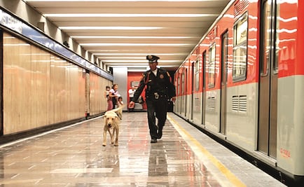 ¿Tienes multas de tránsito? Pasea perros rescatados en CDMX