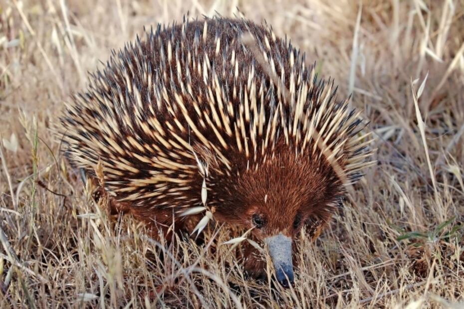 Especies poco conocidas que han sido afectadas por los incendios en Australia 