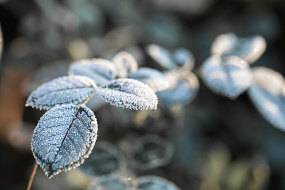 Un vistazo a la vida de las plantas en la estación fría. Fuente: Freepik.