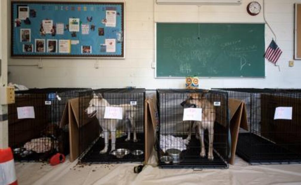 Mascotas también son evacuadas por “Florence” en EU