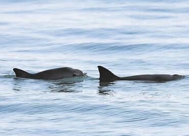 En este sexenio, la última oportunidad para salvar a la vaquita marina, advierten biólogos