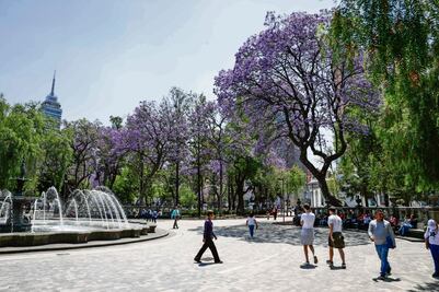 Las jacarandas, sin ser nativas, son favoritas de la CDMX