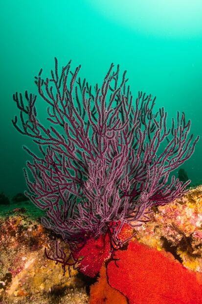 Cabo Pulmo: cómo llegar al paraíso del buceo y de las playas desconocidas en México 