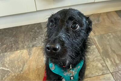 "Querían matarlo para terminar con el problema": veterinaria salva a perrito de un destino fatal