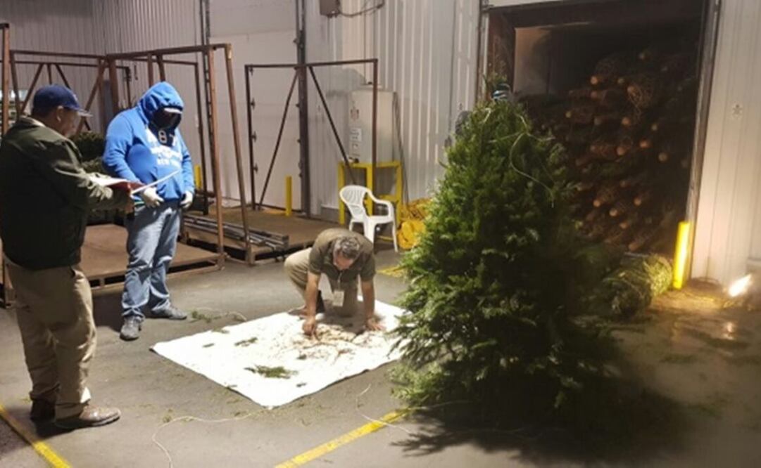 Foto: Cortesía / Profepa