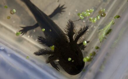 Saving the axolotl from extinction